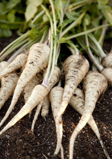 White Satin Carrot Seeds for a productive addition to the vegetable patch