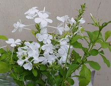 Leadwort Seeds (Plumbago auriculata) for a bright addition to the Flower Bed & Garden