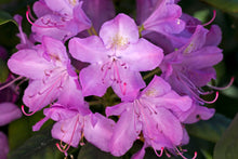 Azalea Seeds for a colorful addition to any planting