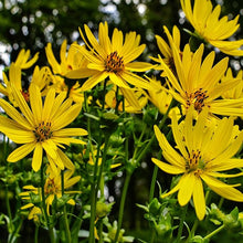 Silphium Yellow Silphium Plant Seeds for gardeners building out beds and borders