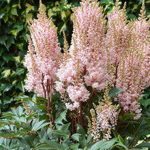 Astilbe Seeds for a colorful addition to any planting