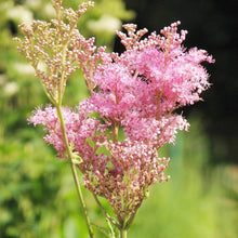 Queen of the Prairie Wildflower Seeds for colorful blooms in the Native Garden Beauty