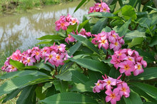 Plumeria Plumeria Rubra Frangipani Hawaiian Lei Flower Seeds for Planting – Fragrant Blooms for Indoor Pots and Outdoor Gardens