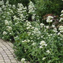 White Jupiter’s Beard Seeds prized for pollinators
