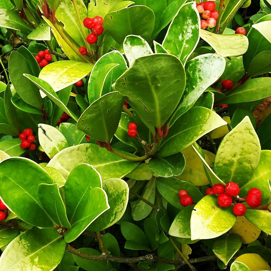 Wintergreen Flower Gaultheria procumbens for planting