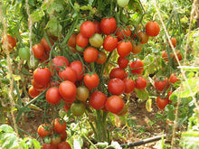 Tomato Seeds (Solanum lycopersicum) for growers stocking the Martian Giant Slicer in Kitchen Garden