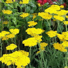Yarrow Seeds (Achillea millefolium) for growers seeking a long-blooming display