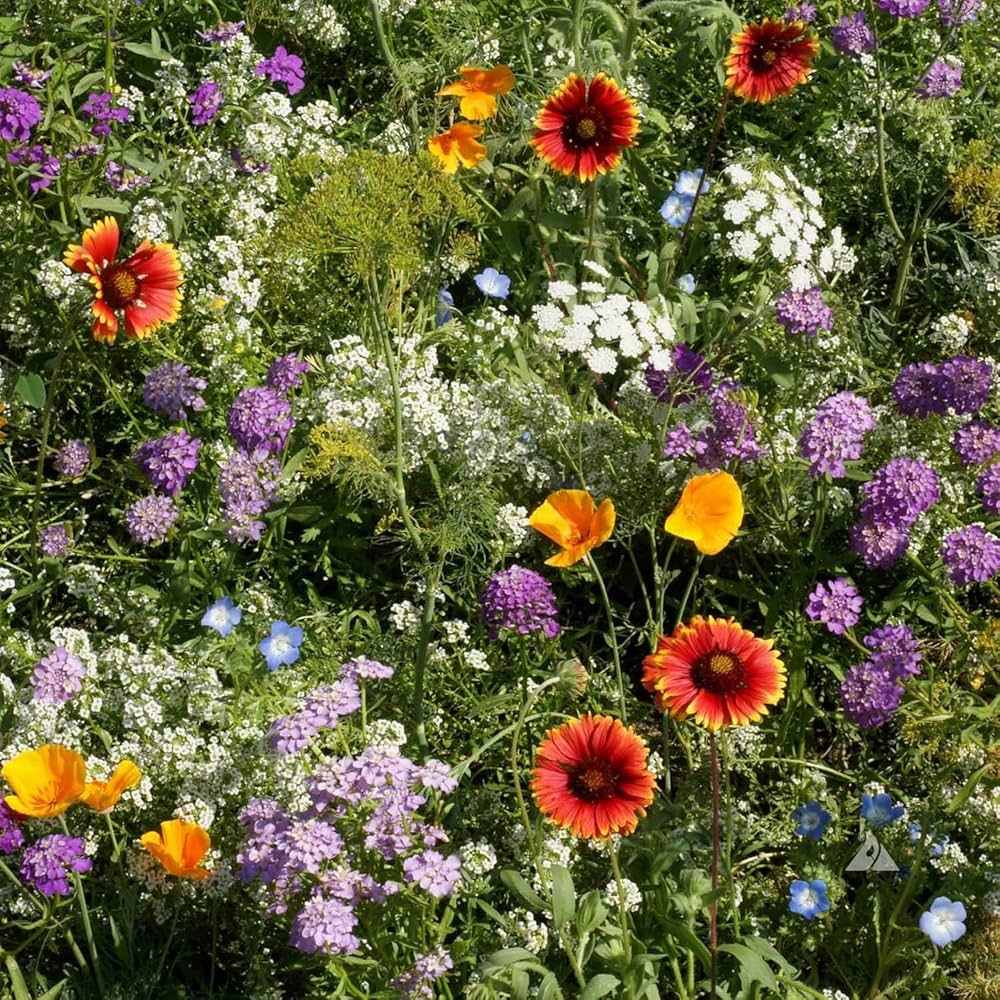 Wild Mix Wildflower Seeds for planting in flower bed