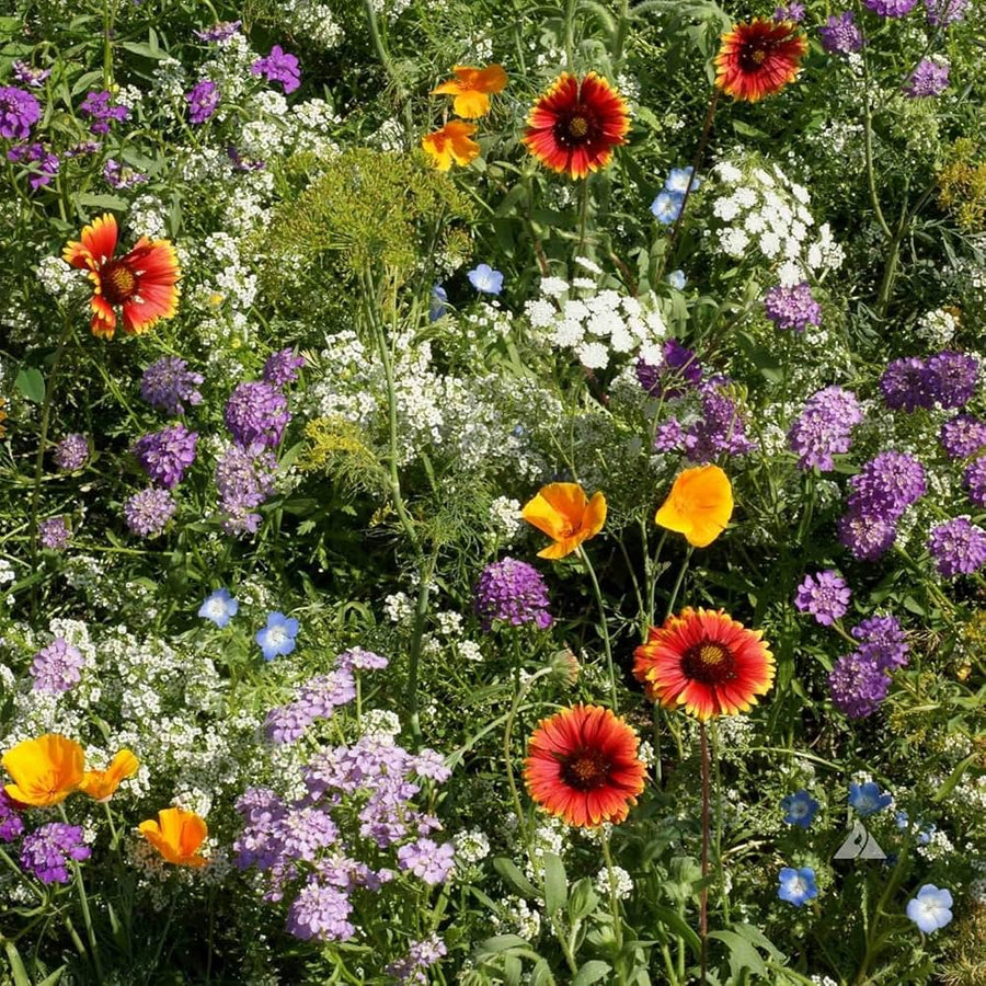 Wild Mix Wildflower Seeds for planting in flower bed