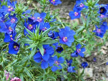 Blue Pimpernel Flowering Ground Cover Seeds for growers seeking a long-blooming display