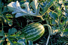 Melone Chayka for planting in vegetable patch