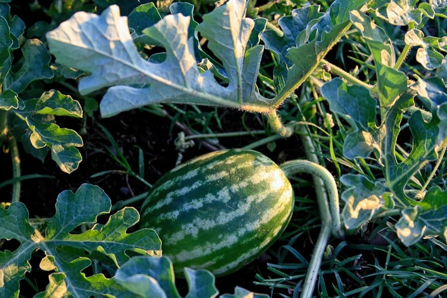Melone Chayka for planting in vegetable patch