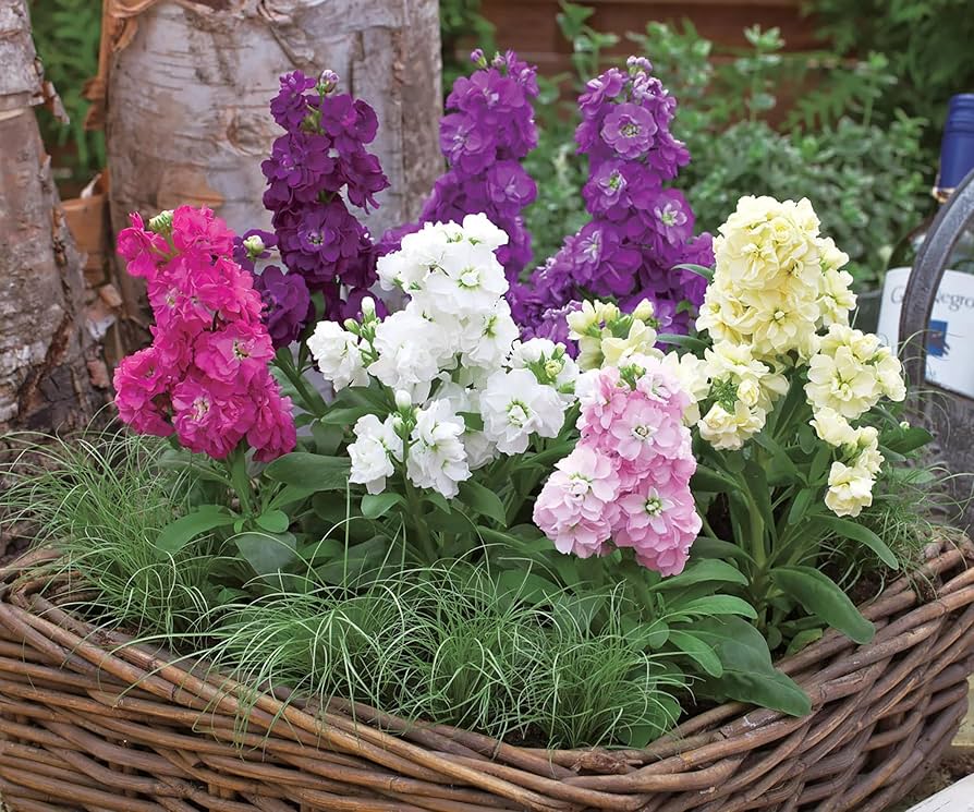Matthiola Incana ��������� Matthiola incana ��������� for planting in scented flower gardens
