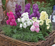 Matthiola Incana ��������� Matthiola incana ��������� for planting in scented flower gardens