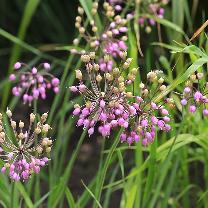 Heirloom Non-GMO Pink Nodding Onion Seeds