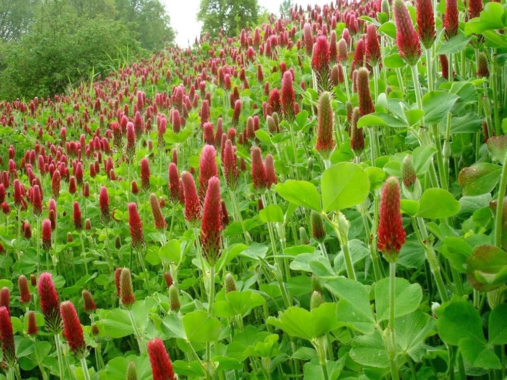Incarnate Clover ��������� Trifolium incarnatum ��������� for fragrant garden planting
