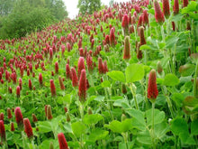 Incarnate Clover ��������� Trifolium incarnatum ��������� for fragrant garden planting