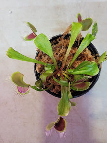 Flytrap Dionaea Muscipula Venus Insect-Eating Seeds for a lasting display in the Indoor Backyard Gardens