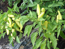 Plant Seeds (Jamaican hot) for a reliable harvest in the sunny vegetable gardens or patio containers
