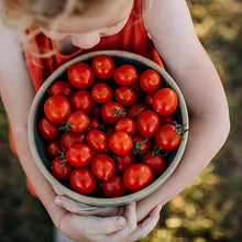 Tante Ginny's Purple Tomato Seeds (Solanum lycopersicum) for growers stocking the backyard gardens
