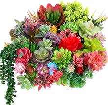 Mixed Mini Cactus Plants for easy-care planting in the Succulent Garden