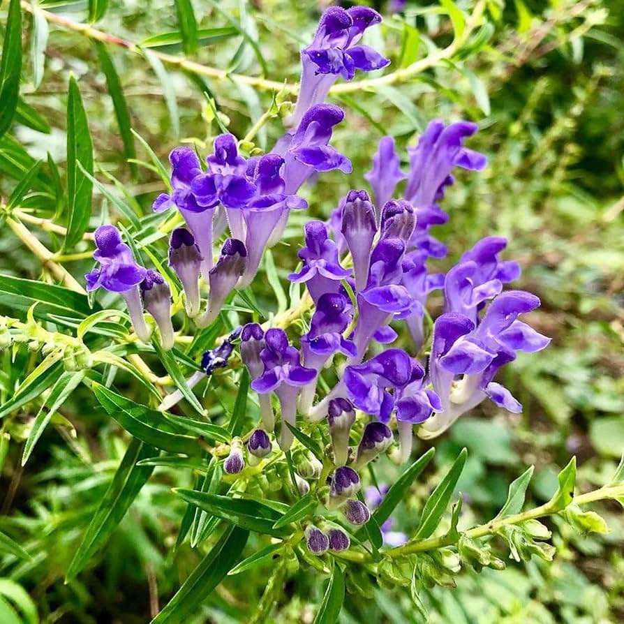Scutellaria Barbata Flower Seeds
