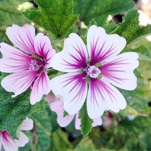 Zebra Mallow Seeds for gardeners building out beds and borders