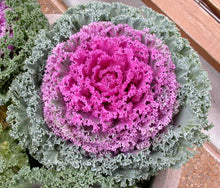 Kale Brassica Oleracea Ornamental Seeds for growers stocking the Winter Backyard Borders