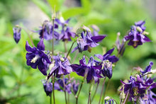 Dark purple Columbine flower Seeds for growers filling out the hummingbird gardens