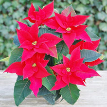 Poinsettia Euphorbia Pulcherrima Seeds for growers filling out the Indoor Holiday Gardens
