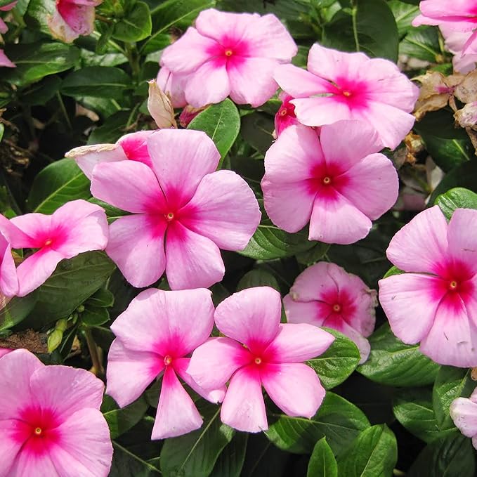 Vinca Catharanthus Roseus Flower Seeds for Planting – Bright Blooms for Cottage Gardens and Seasonal Displays