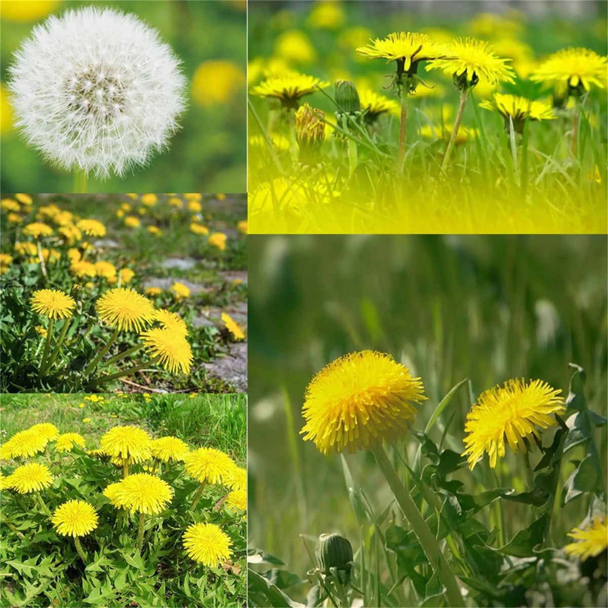 Dandelion seeds for pollinator-friendly garden planting