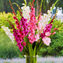 Gladiolus Seeds for a lasting display in the Light Pink Garden