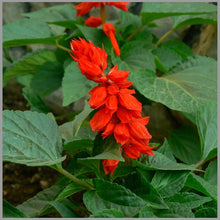 Rose Salvia Vista Seeds for a lasting display in the Home Flower Beds Urban Gardens