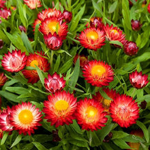 Helichrysum Red King Seeds for growers filling out the Vibrant, Long-Lasting Blooms in Your Garden