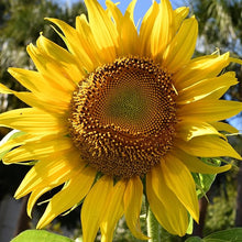 Mammoth Sunflower Seeds for a bright addition to the flower bed