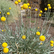 Craspedia Globosa Drumstick Seeds for reliable seasonal color