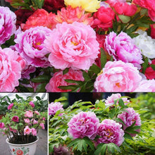 Peony Seeds for long-term planting in the yard