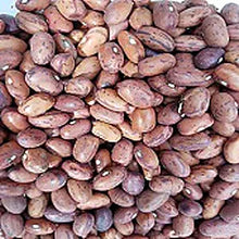 Bean Harvest for planting in home garden.
