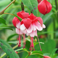 Double Pink Fuchsia Seeds for a colorful addition to any planting