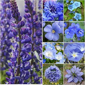 Blue sedum mix seeds for garden and flower bed planting
