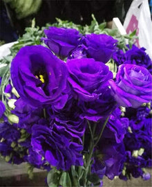 Lisianthus Eustoma Grandiflorum Purple Seeds for growers filling out the Garden Floral Arrangements