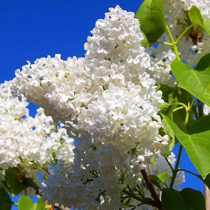 Japanese Lilac Syringa reticulata flower seeds (fragrant) for planting in home garden or borders - for planting in home garden