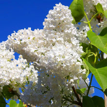 Japanese Lilac Tree Syringa Reticulata Seeds for growers establishing the Flower Urban Garden