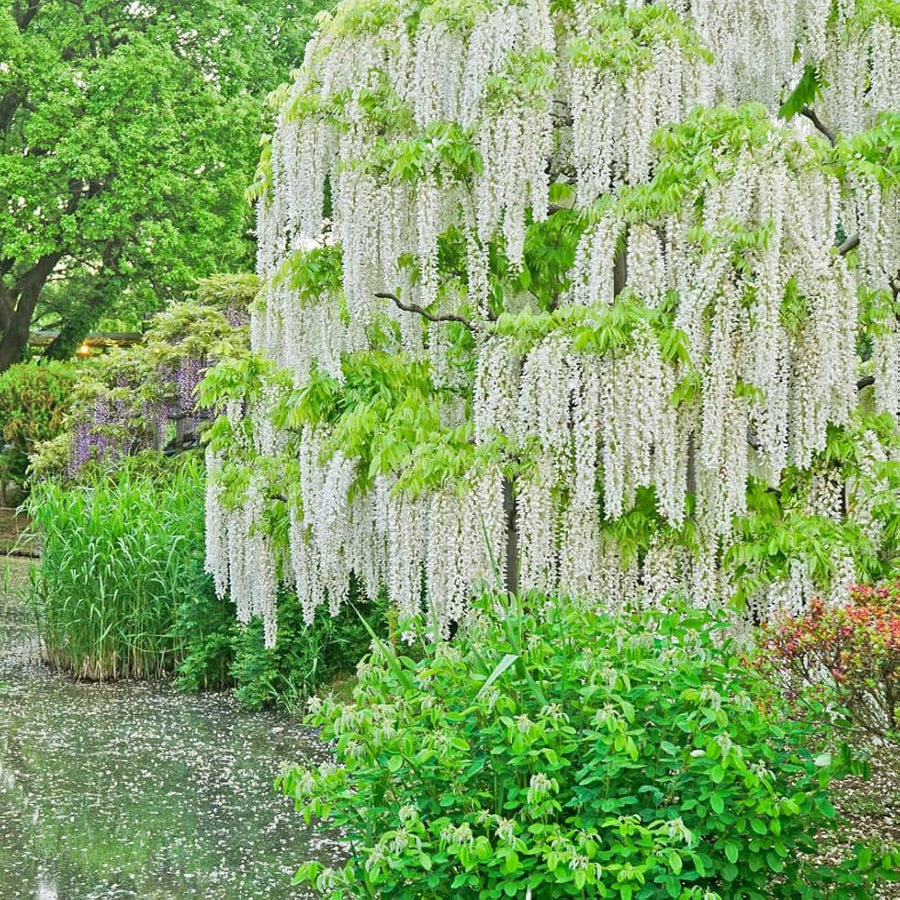 Wisteria sinensis bonsai seeds for indoor garden and flower bed