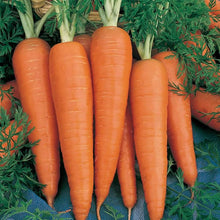 Denver Carrot Seeds for a productive addition to the vegetable patch