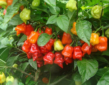 Trinidad Moruga Scorpion Seeds (Capsicum chinense) for seasonal color across the super hot peppers and kitchen garden