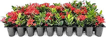 Ixora Seeds (Ixora spp.) for a bright addition to the Flower Bed & Garden