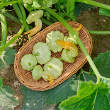 Bennings Green Tint Scallop Summer Squash Seeds known for heirloom Harvests