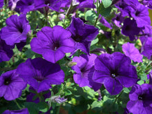 Petunia Petunia Hybrida Purple Seeds for seasonal color across the Pathways, Borders, and Window Boxes